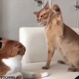 🤨