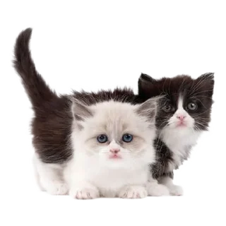 🐈