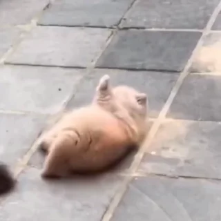 🐈