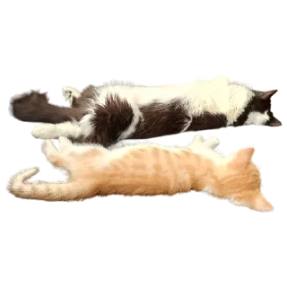 💤