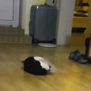 🐈