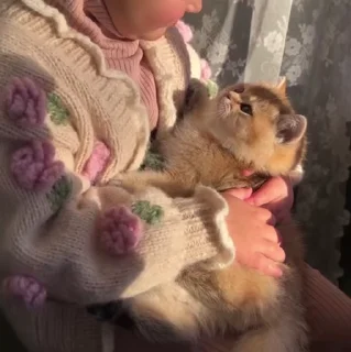 🐱