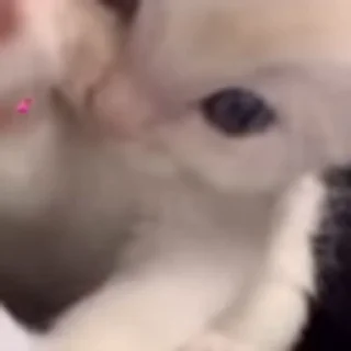 🐈‍⬛