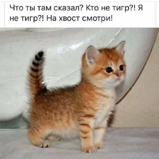 🐱