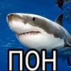 Пон
