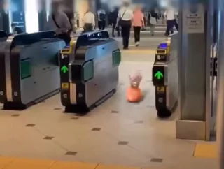 🐷