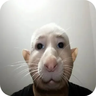 🐱