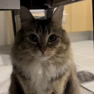 🌟