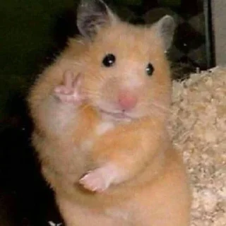 ✌️