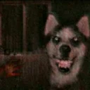 🐶