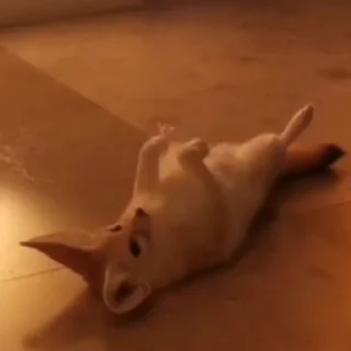 🦊