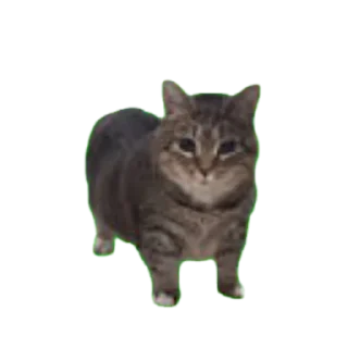 🐱