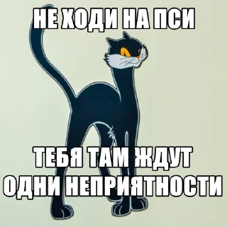 🙀