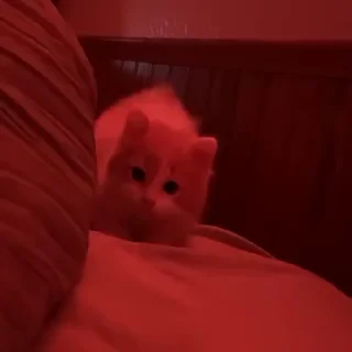 😳