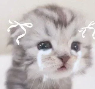 😿