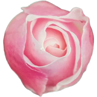 🌸