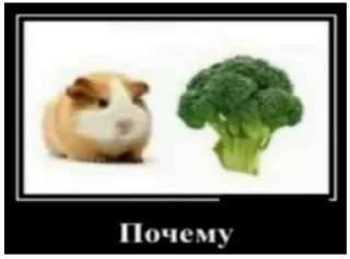 🐹