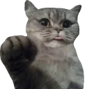 ✋