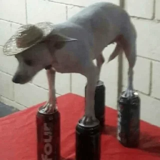 🐶