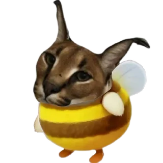 😼