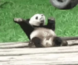 🐼