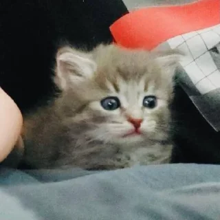 Pibimpab