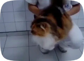 😺