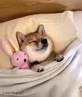 😴