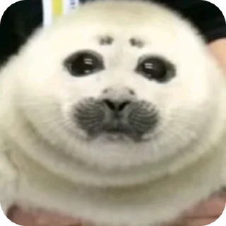🦭