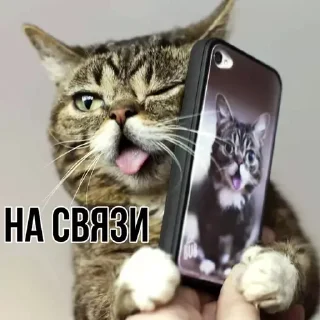 🤙