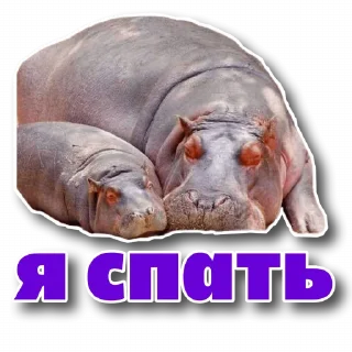 😴