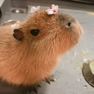 🌸