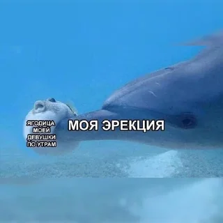 🐬