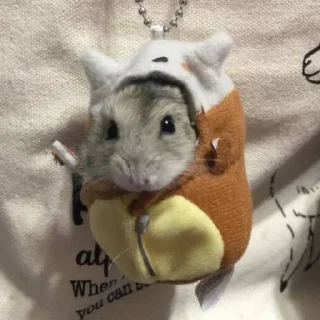 🐹