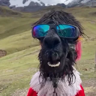 😎