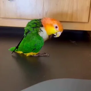 🤩