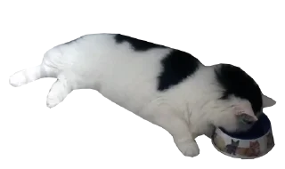 🍽