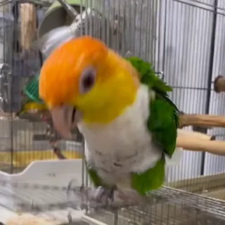 🤩