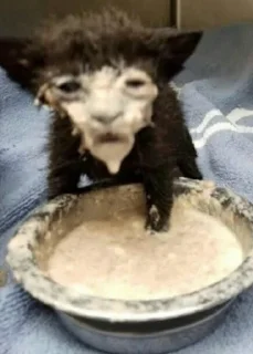 😿