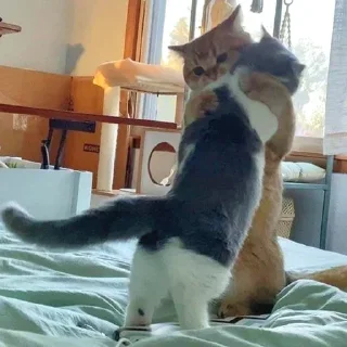 👊