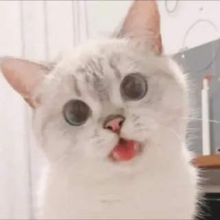 😼