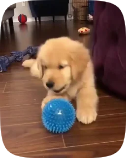 🐶
