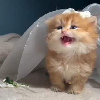 🐱