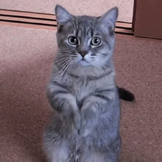 🐱
