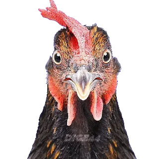 🐔