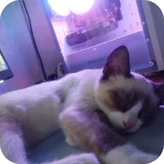 🐱