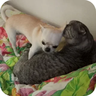 🐱
