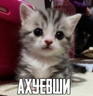 🐱