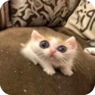 👍