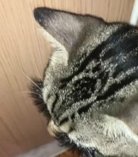 👁